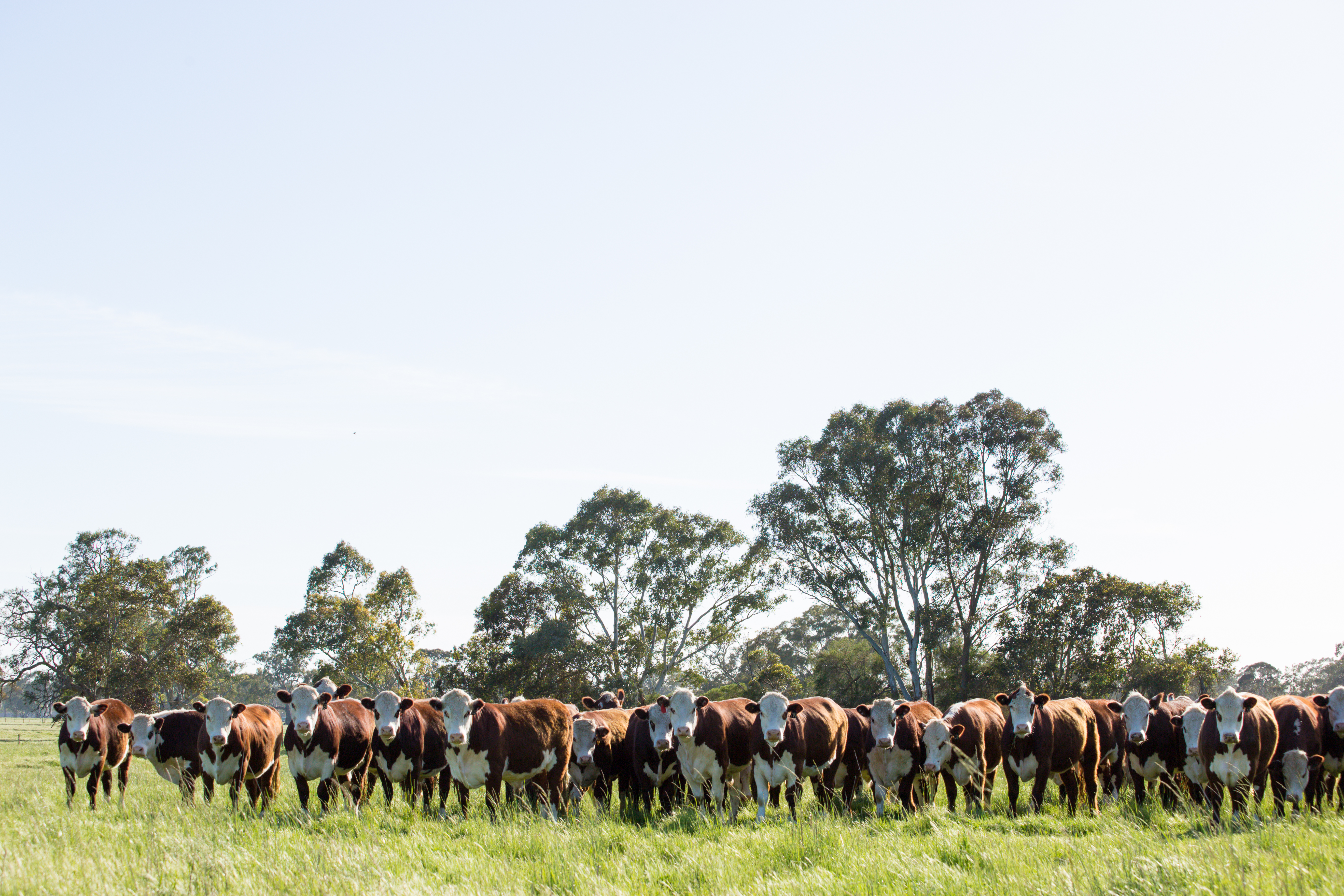 Ardno Hereford heifers