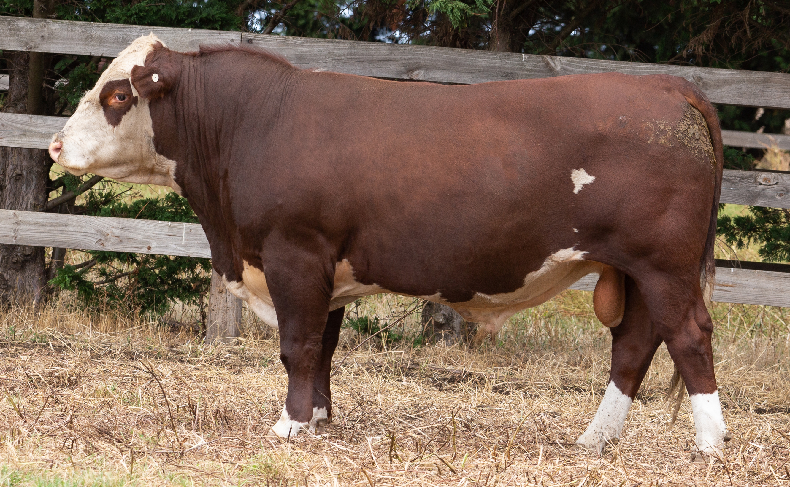 Ardno Hereford bull