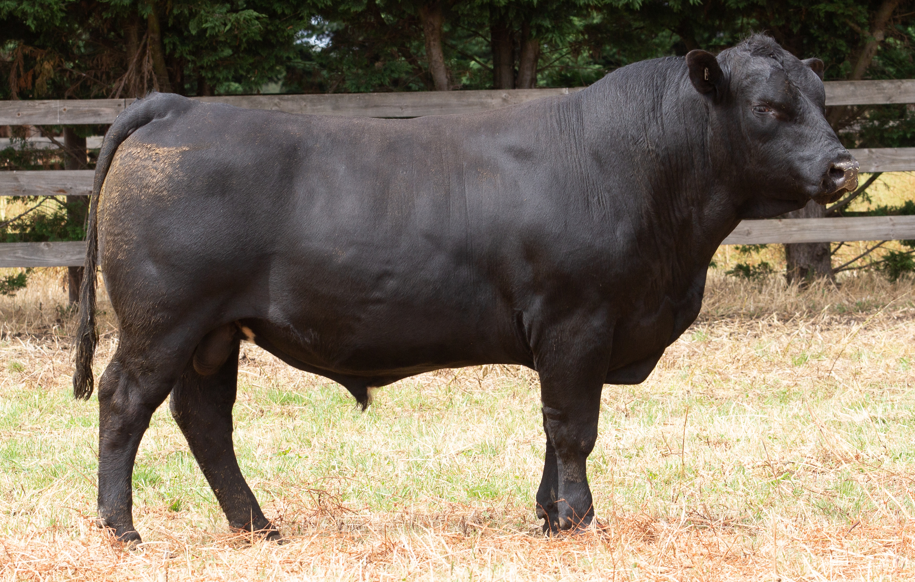 Ardno Angus bull