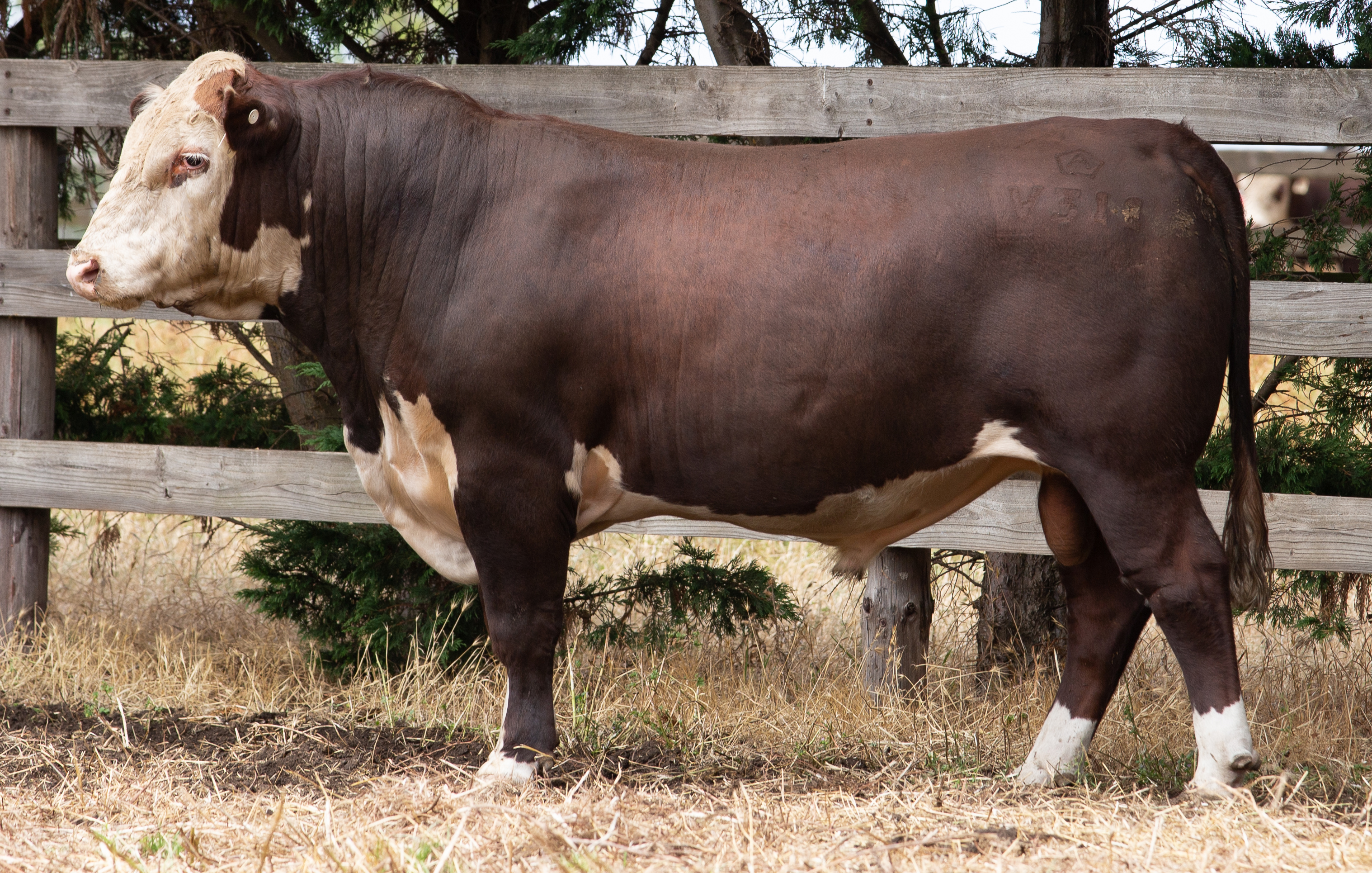 Ardno Stud Poll Hereford bull